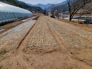 자병산무농약고추님의 마늘 · 영농일지 작성글 사진