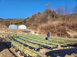 주말농장님의 마늘 · 영농일지 작성글 사진