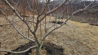 장정규님의 복숭아 · 영농일지 작성글 사진