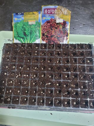 알렉산더님의 상추 · 영농일지 작성글 사진