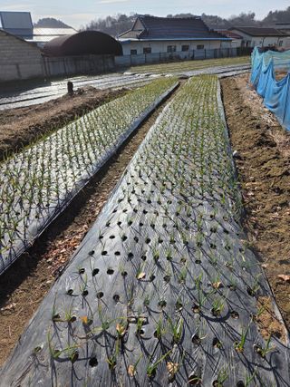 백현호님의 양파 · 영농일지 작성글 사진