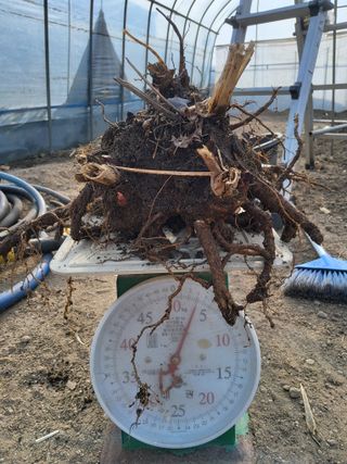 김종덕님의 두릅 · 영농일지 작성글 사진