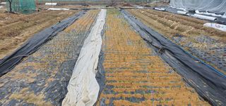 박상중님의 마늘 · 영농일지 작성글 사진