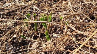 여우내 이순홍님의 기타작물 · 영농일지 작성글 사진