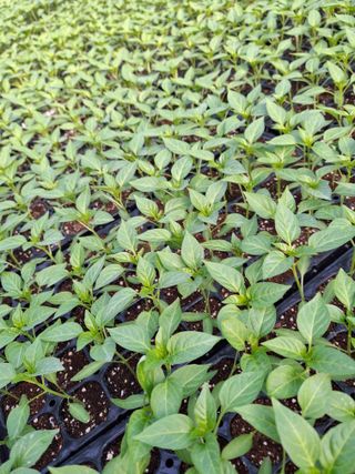 이.일신.꽃분아빠님의 고추 · 영농일지 작성글 사진