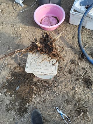 김종덕님의 두릅 · 영농일지 작성글 사진