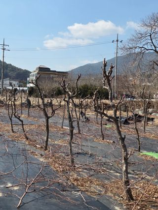 최동수님의 기타작물 · 영농일지 작성글 사진