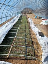 팜모닝 고추·영농일지 게시글 이미지