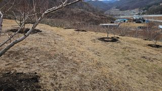 장정규님의 복숭아 · 영농일지 작성글 사진