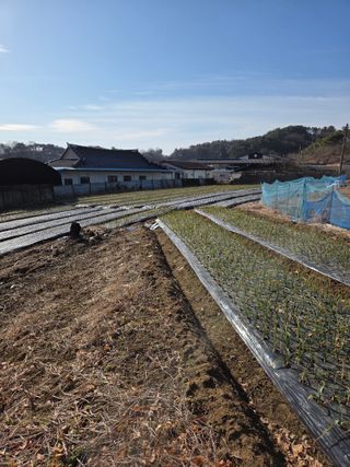백현호님의 양파 · 영농일지 작성글 사진