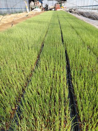 좋은인연원님의 파 · 영농일지 작성글 사진