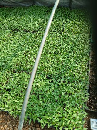 거촌어른님의 고추 · 영농일지 작성글 사진