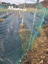 팜모닝 기타작물·영농일지 게시글 이미지