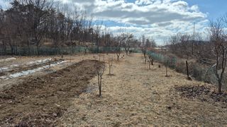 초보농부님의 기타작물 · 영농일지 작성글 사진