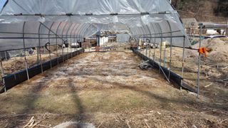  조약돌님의 옥수수 · 영농일지 작성글 사진