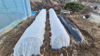 홍성덕님의 상추 · 영농일지 작성글 사진