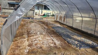  조약돌님의 옥수수 · 영농일지 작성글 사진