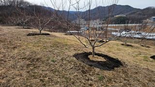 장정규님의 복숭아 · 영농일지 작성글 사진