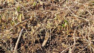 여우내 이순홍님의 기타작물 · 영농일지 작성글 사진