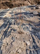 팜모닝 기타작물·영농일지 게시글 이미지