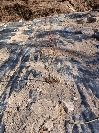 김윤철님의 기타작물 · 영농일지 작성글 사진