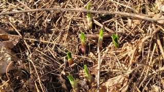여우내 이순홍님의 기타작물 · 영농일지 작성글 사진
