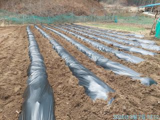 황대헌님의 감자 · 영농일지 작성글 사진