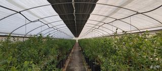 류근택님의 블루베리 · 영농일지 작성글 사진