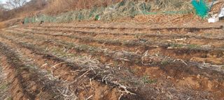 즐겁게 일하는조시형님의 감자 · 영농일지 작성글 사진