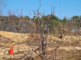 박용덕님의 감 · 영농일지 작성글 사진