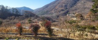 샘골농장 마음만청춘님의 마늘 · 영농일지 작성글 사진