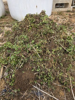 김유숙님의 기타작물 · 영농일지 작성글 사진