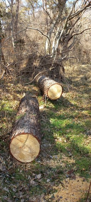 정석채님의 두릅 · 영농일지 작성글 사진