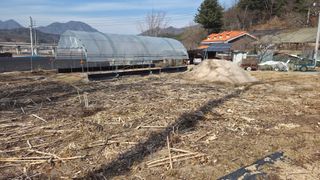  조약돌님의 옥수수 · 영농일지 작성글 사진