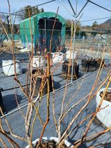 팜모닝 블루베리·영농일지 게시글 이미지