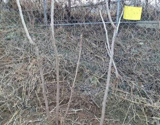 철남 김희곤님의 두릅 · 영농일지 작성글 사진