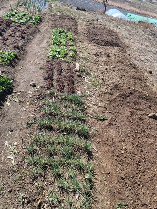 텃밭농사초보님의 기타작물 · 영농일지 작성글 사진