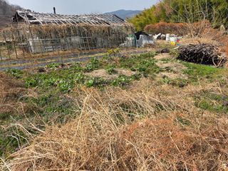쌍둥이농장님의 기타작물 · 영농일지 작성글 사진
