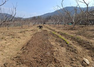 철남 김희곤님의 기타작물 · 영농일지 작성글 사진