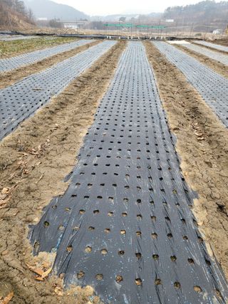 전선경님의 마늘 · 영농일지 작성글 사진