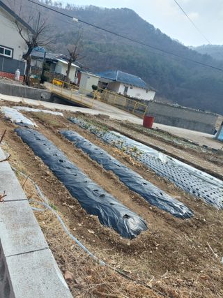 하연희님의 기타작물 · 영농일지 작성글 사진