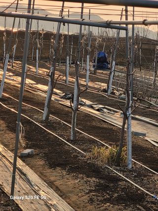 조상연님의 기타작물 · 영농일지 작성글 사진