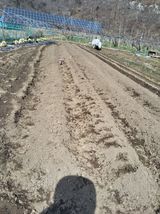 팜모닝 감자·영농일지 게시글 이미지