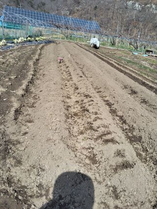 racelee님의 감자 · 영농일지 작성글 사진