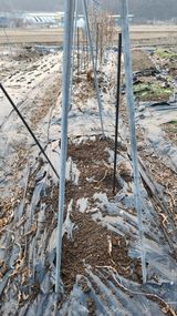 팜모닝 옥수수·영농일지 게시글 이미지