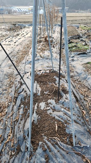 콩콩콩님의 옥수수 · 영농일지 작성글 사진