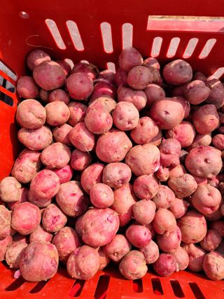 유영옥님의 기타작물 · 영농일지 작성글 사진