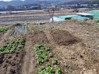 텃밭농사초보님의 기타작물 · 영농일지 작성글 사진