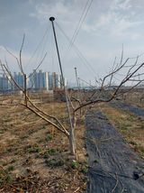 팜모닝 복숭아·영농일지 게시글 이미지