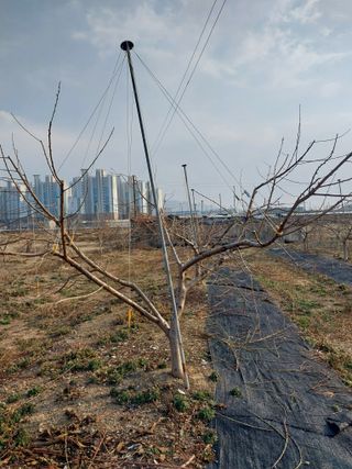 미성농장님의 복숭아 · 영농일지 작성글 사진